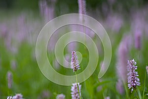 Bistorta officinalis meadow european bistort in bloom, pink meadow flowering snakeroot snakeweed plants in green grass