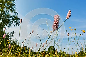 Bistorta officinalis. Other common names - snakeroot, snake-root, snakeweed