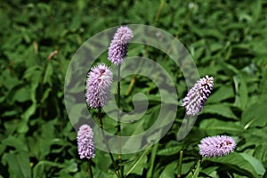 Bistorta officinalis, Persicaria bistorta flowers.