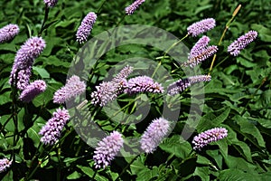 Bistorta officinalis, Persicaria bistorta flowers.