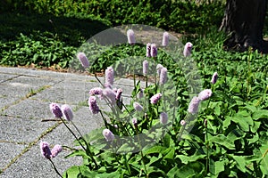 Bistorta officinalis, Persicaria bistorta flowers.