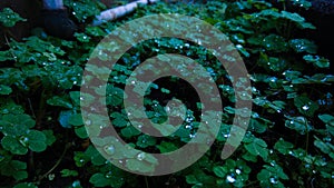 Biswanath Chariali, Assam - 26 February 2018 : Water drops on the Clover leaves are looking like pearls.