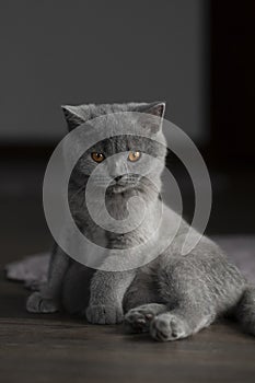 Bit Overweight but cute British shorthair blue  kitten