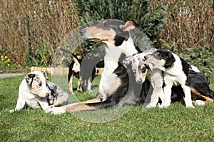 Da cancellare cuccioli giardino 