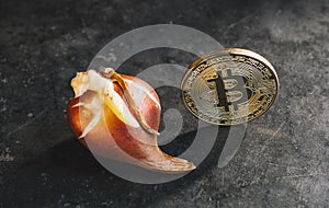 Bitcoin bubble cryptocurrency with Tulip bulbs - Tulip mania market crash