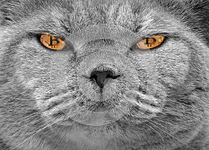 Bitcoin cryptocurrency cat eyes