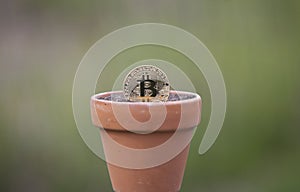 Bitcoin in a Flower pot filled with soil