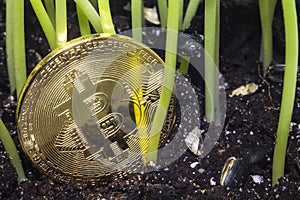 Bitcoin garbage grass 2