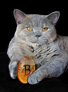 Bitcoin and pedigree cat