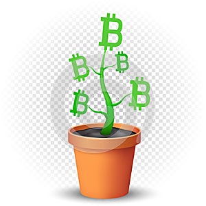 Bitcoin plant grows in flowerpot