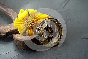 Bitcoin rusty nippers and yellow flower withered