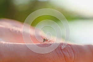 The bite of a mosquito with blood on human body