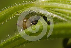 Biting bloated midge Forcipomyia feeding on the hemolymph of beetle