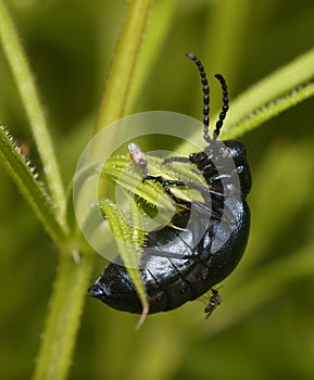 Biting midge Forcipomyia feeding on the hemolymph of the violet oil beetle, Meloe violaceus