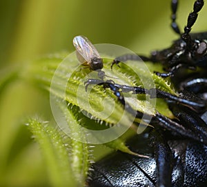 Biting midge Forcipomyia feeding on the hemolymph of the violet oil beetle, Meloe violaceus