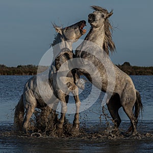 Biting stallion