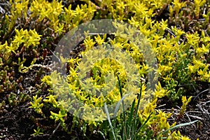 Biting Stonecrop - Sedum acre, Dunwich Heath, Suffolk, England, UK