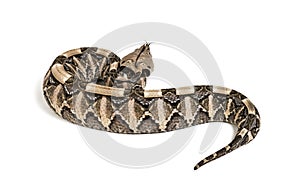 Bitis gabonica, Gaboon viper , Bitis gabonica