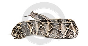 Bitis gabonica, Gaboon viper , Bitis gabonica