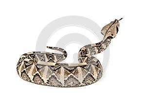 Bitis gabonica, Gaboon viper , Bitis gabonica