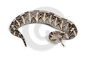 Bitis gabonica, Gaboon viper , Bitis gabonica