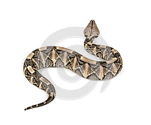 Bitis gabonica, Gaboon viper , Bitis gabonica