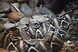 A Bitis Gabonica honred viper