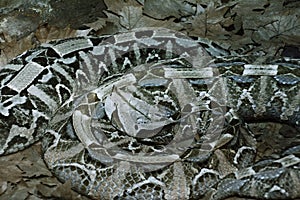 A Bitis Gabonica honred viper hiding