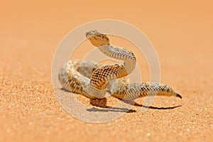 Bitis peringueyi, PÃÂ©ringuey`s Adder, poison snake from Namibia sand desert. Small viper in the nature habitat, Namib-Naukluft Par photo
