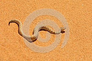 Bitis peringueyi, PÃ©ringuey`s Adder, poison snake from Namibia sand desert. Small viper in the nature habitat, Namib-Naukluft