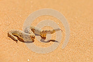 Bitis peringueyi, PÃ©ringuey`s Adder, poison snake from Namibia sand desert. Small viper in the nature habitat, Namib-Naukluft