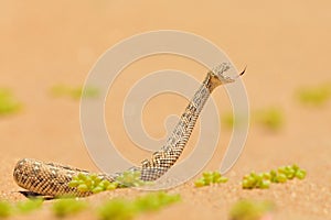 Bitis peringueyi, PÃ©ringuey`s Adder, poison snake from Namibia sand desert. Small viper in the nature habitat, Namib-Naukluft