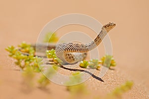 Bitis peringueyi, PÃ©ringuey`s Adder, poison snake from Namibia sand desert. Small viper in the nature habitat, Namib-Naukluft