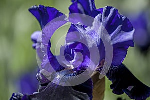 Bitone Purple blue Tall Bearded Iris Oklahoma Crude close up