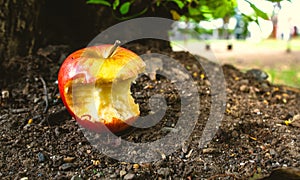 Bitten apple lying on the ground with dirt outdoors photo