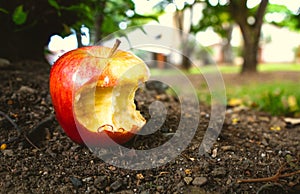 Bitten apple lying on the ground with dirt outdoors photo