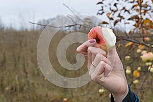 Bitten fresh apple in female hands. apples must be included in the fall diet