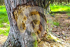 Bitten musty tree trunk in the forest in Germany