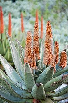 Bitter aloe flower