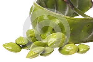 Bitter Beans Isolated