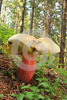 Bitter beech bolete mushroom photo