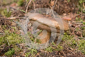 Bitter bolete, Tylopilus felleus