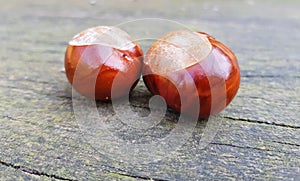 Bitter chestnuts resting on a smooth stone with a blurred background to put texts. Bitter chestnuts are the seed of Aesculus