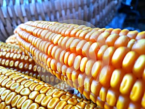 Maize baked