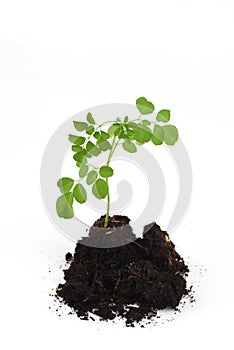 Bitter cucumber-chinese, Moringa (Moringa oleifera Lam.),tree and seeds.