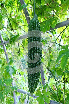 Bitter cucumber in farm