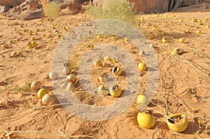 bitter cucumber, plant growing on Sahara desert