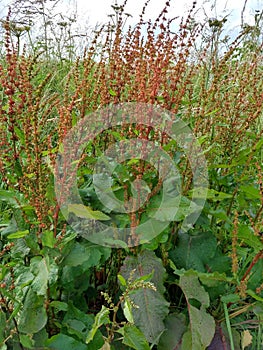 Bitter Dock - Rumex obtusifolius, Norfolk, England, UK.