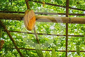 Caldo maturazione 