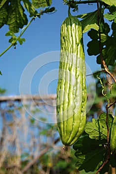 Bitter gourd